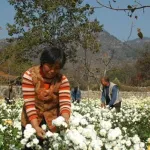Grossiste exportateur de plantes médicinales