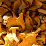 Cépes, Champignons des bois