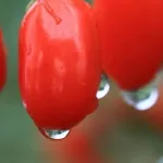 Grossiste exportateur de baies de goji du Ningxia 