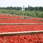 Grossiste exportateur de baies de goji du Ningxia 