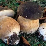 Cépes, Champignons des bois